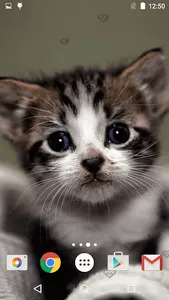 Cute Kittens Live Wallpaper screenshot 15