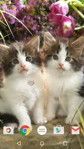 Cute Kittens Live Wallpaper screenshot 7