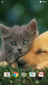 Cute Animals Live Wallpaper screenshot 12