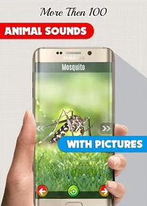 Animal Sounds: With Images screenshot 2
