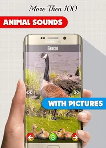 Animal Sounds: With Images screenshot 3