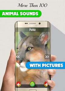 Animal Sounds: With Images screenshot 4