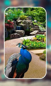Garden Live Wallpapers screenshot 9