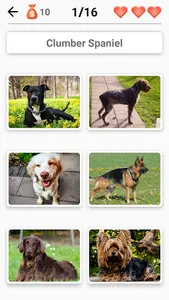 Dog Breeds - Quiz about dogs! screenshot 5