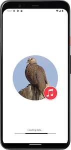 Spotted Dove Sounds screenshot 0