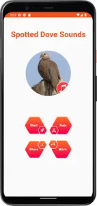 Spotted Dove Sounds screenshot 1