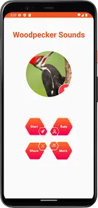 Woodpecker Bird Sounds screenshot 1