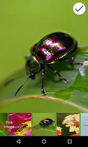 Insects Lock Screen screenshot 2