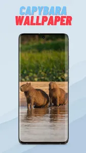 Capybara Wallpaper HD screenshot 5