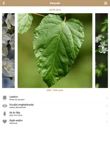 Fa Book interaktív fahatározó screenshot 9