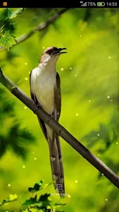 Birds Sounds Ringtones screenshot 7