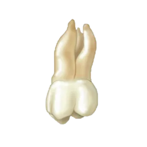 Periodontal Charting screenshot 0