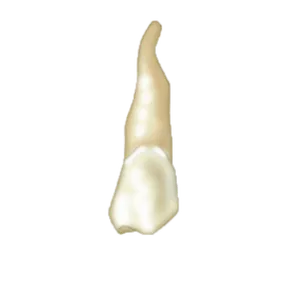Periodontal Charting screenshot 2