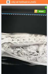 Hig Veteriner Kliniği screenshot 5