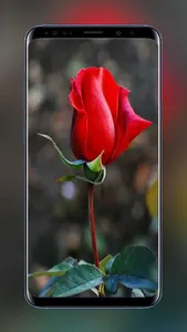 Flowers and Roses Wallpapers F screenshot 0