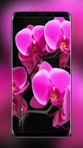 Flowers and Roses Wallpapers F screenshot 1