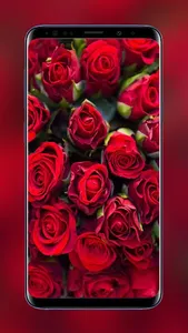 Flowers and Roses Wallpapers F screenshot 3