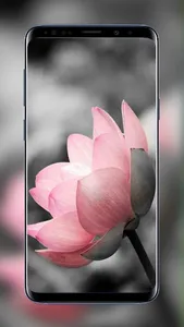 Flowers and Roses Wallpapers F screenshot 5