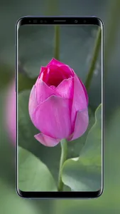 Flowers and Roses Wallpapers F screenshot 7