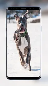 Pitbull Wallpapers Images of B screenshot 0