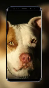 Pitbull Wallpapers Images of B screenshot 1