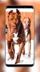 Pitbull Wallpapers Images of B screenshot 3