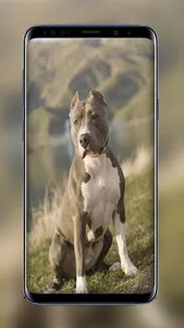 Pitbull Wallpapers Images of B screenshot 4