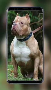 Pitbull Wallpapers Images of B screenshot 5
