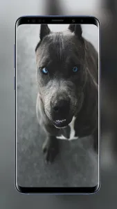 Pitbull Wallpapers Images of B screenshot 6