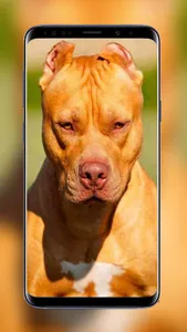 Pitbull Wallpapers Images of B screenshot 7