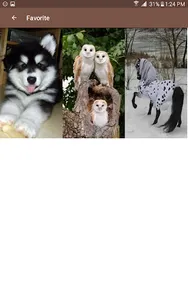 Animal Wallpapers screenshot 14