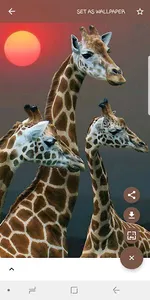 Animal Wallpapers screenshot 3