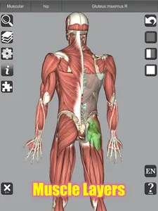 3D Bones and Organs (Anatomy) screenshot 18