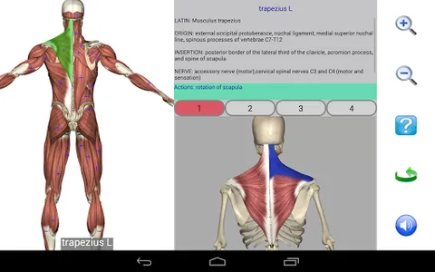 Visual Anatomy Lite screenshot 10