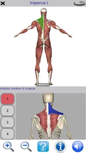 Visual Anatomy Lite screenshot 2