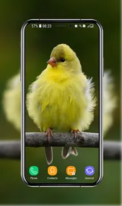 Birds Wallpaper screenshot 14