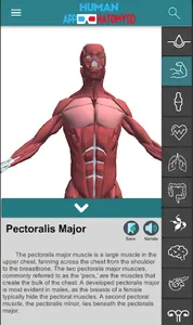 Human Appnatomy 3D screenshot 1