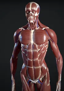 Human Anatomy Pro 2024 screenshot 11