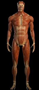 Human Anatomy Pro 2024 screenshot 2