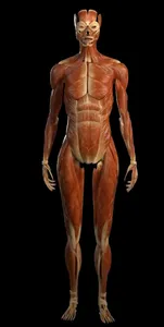 Human Anatomy Pro 2024 screenshot 3