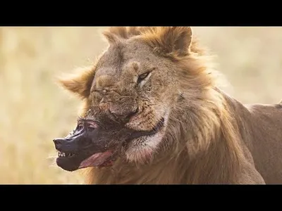 مقاطع الحياة البرية والافتراس screenshot 0