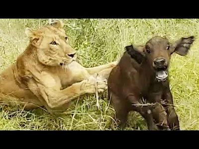 مقاطع الحياة البرية والافتراس screenshot 1