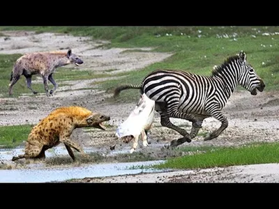 مقاطع الحياة البرية والافتراس screenshot 2