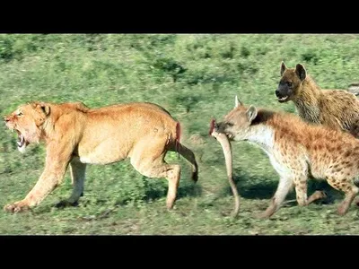 مقاطع الحياة البرية والافتراس screenshot 3