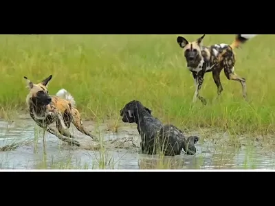 مقاطع الحياة البرية والافتراس screenshot 5