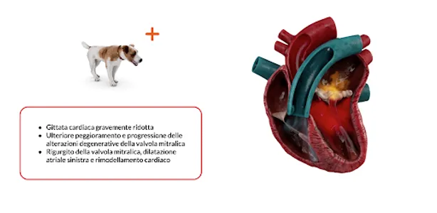 MMVD App screenshot 1