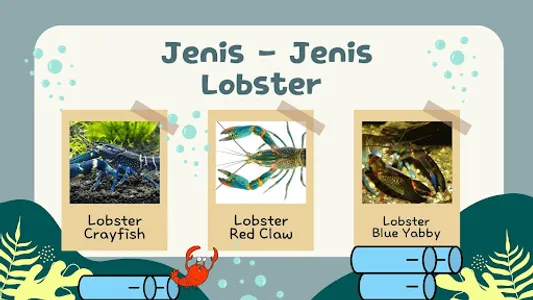 Cara Bisnis Lobster Air Tawar screenshot 4