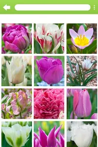 Info-Flowerbulbs screenshot 2