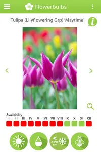 Info-Flowerbulbs screenshot 3