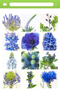 InfoFlowers screenshot 1